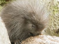 Baumstachler-Nachwuchs im Zoo Hoyerswerda_Foto_Zoo Hoyerswerda_Stefanie J&uuml;r&szlig; (3)