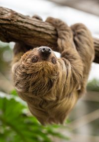 Faultier Carlo im Zoo Hoyerswerda Foto: Carina Landgraf