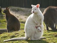 Fl&ouml;ckchen mit Nachwuchs_Foto_Zoo Hoyerswerda_Stefanie J&uuml;r&szlig;