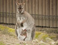 Nachwuchs Bennet-K&auml;nguru im Zoo Hoyerswerda_Foto_Zoo Hoyerswerda_Stefanie J&uuml;r&szlig;