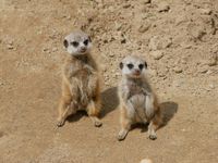 Nachwuchs Erdm&auml;nnchen im Zoo Hoyerswerda_Foto Zoo Hoyerswerda_Stefanie J&uuml;r&szlig; (2)