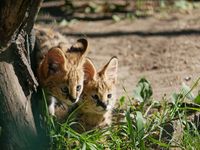 Nachwuchs Servale im Zoo Hoyerswerda_Foto_Zoo Hoyerswerda_Stefanie J&uuml;r&szlig; (5)