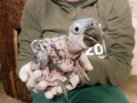 Nachzucht Hyazinthara Zoo Hoyerswerda_Foto_Zoo Hoyerswerda_Stefanie J&uuml;r&szlig; (1)