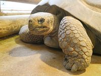 Riesenschildkr&ouml;te Bert mit Raubwanze am linken Fu&szlig;_Foto_Zoo Hoyerswerda_Stefanie J&uuml;r&szlig;(2)