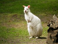 Schneefl&ouml;ckchen im Zoo Hoyerswerda_Foto_Zoo Hoyerswerda_Stefanie J&uuml;r&szlig; (1)