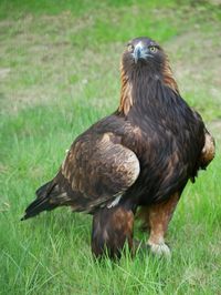 Steinadler Tschari_Zoo Hoyerswerda_Foto Stefanie J&uuml;r&szlig;(1)