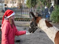 Tierische Bescherung Zoo Hoyerswerda_Foto_Stefanie J&uuml;r&szlig;_1